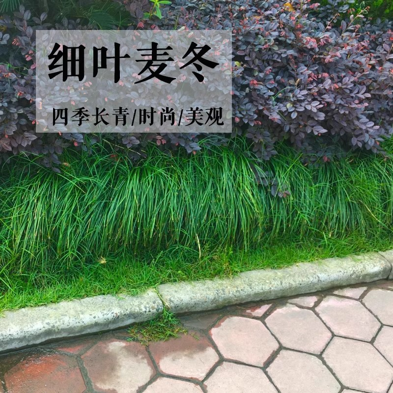 细叶麦冬草|细叶麦冬草价格|细叶麦冬草图片