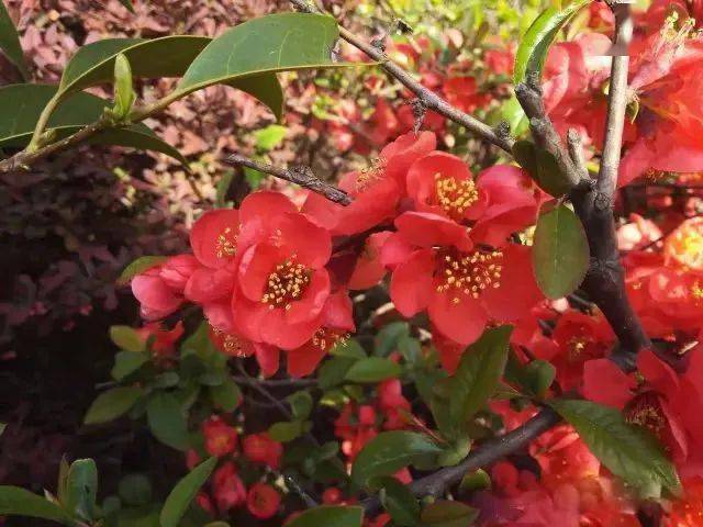 365种常见花卉图谱 