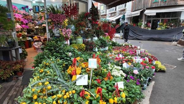冬花上市 今年上海水仙价格略涨