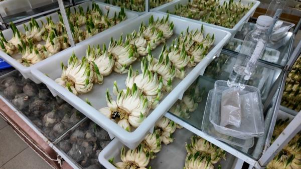 冬花上市 今年上海水仙价格略涨