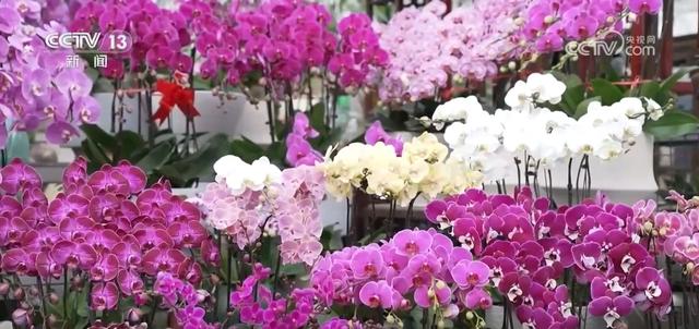 鲜花经济“热气”升腾 各地供销两旺热热闹闹迎新年