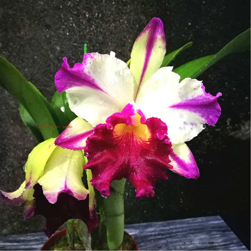 春节买花“有讲头”：年宵花有哪些？买回家怎么养才能保鲜到春节？