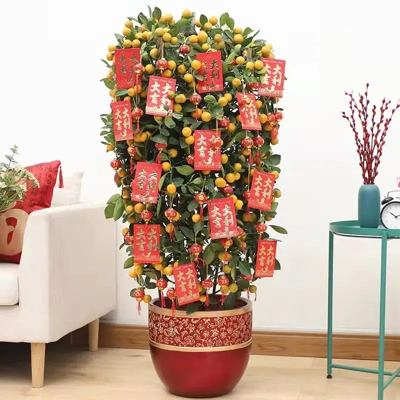 春节买花“有讲头”：年宵花有哪些？买回家怎么养才能保鲜到春节？