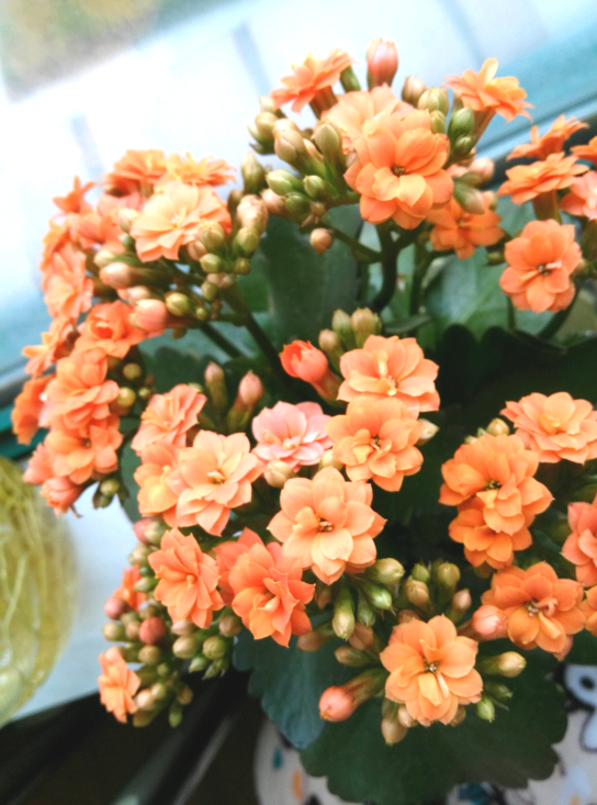 春节买花“有讲头”：年宵花有哪些？买回家怎么养才能保鲜到春节？