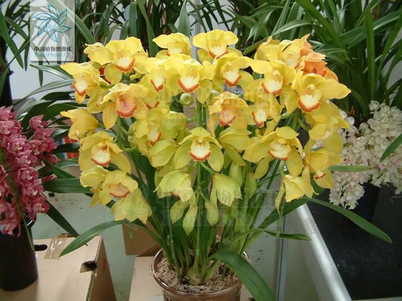 春节买花“有讲头”：年宵花有哪些？买回家怎么养才能保鲜到春节？