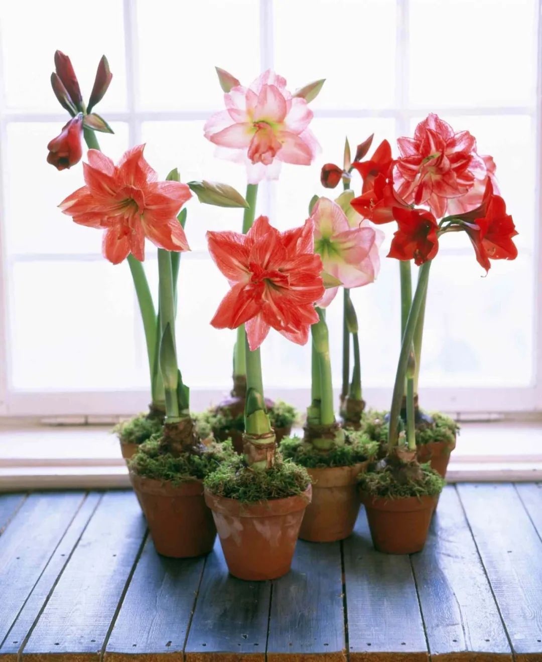 春节买花“有讲头”：年宵花有哪些？买回家怎么养才能保鲜到春节？