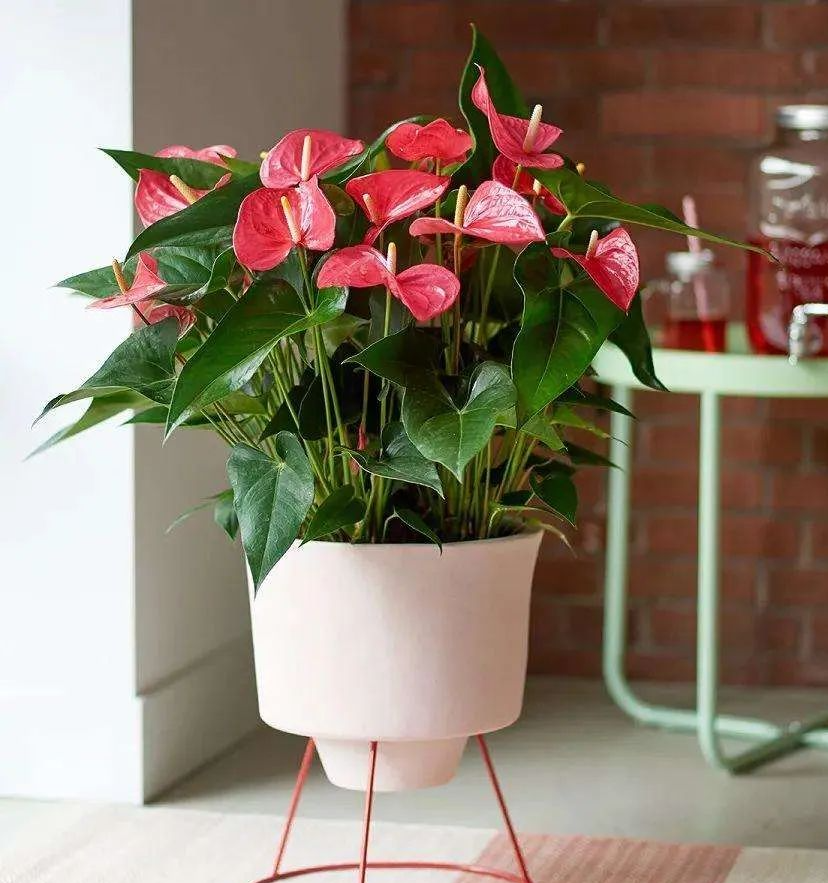 春节买花“有讲头”：年宵花有哪些？买回家怎么养才能保鲜到春节？