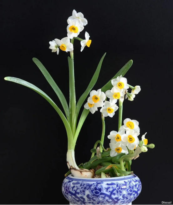 春节买花“有讲头”：年宵花有哪些？买回家怎么养才能保鲜到春节？