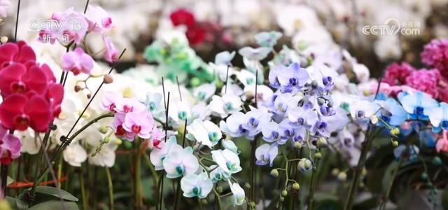 鲜花经济“热气”升腾 各地供销两旺热热闹闹迎新年