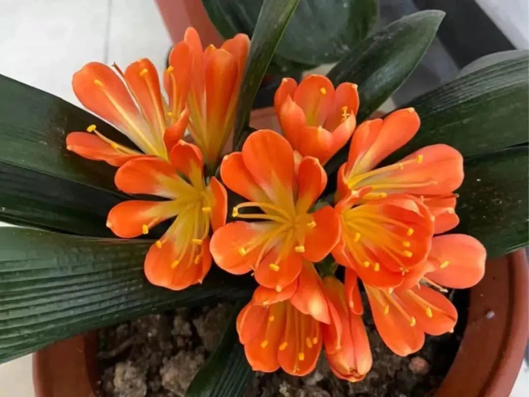 春节买花“有讲头”：年宵花有哪些？买回家怎么养才能保鲜到春节？