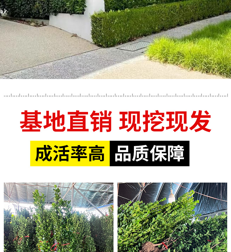 北海道黄杨苗庭院绿篱树苗13805240253