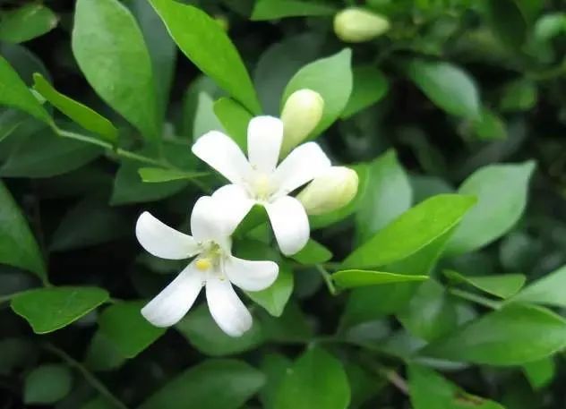 100种常见的花卉图片及其简介