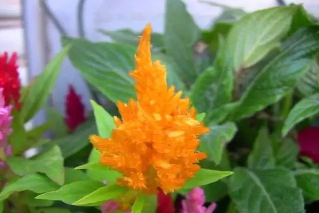 100种常见的花卉图片及其简介