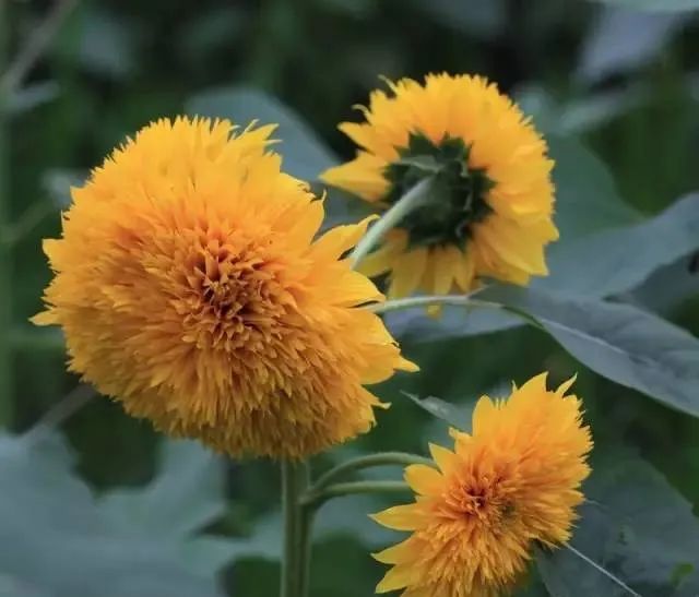 100种常见的花卉图片及其简介