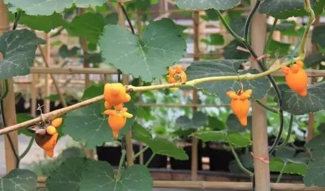 100种常见的花卉图片及其简介