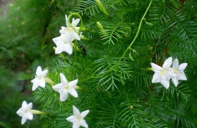100种常见的花卉图片及其简介