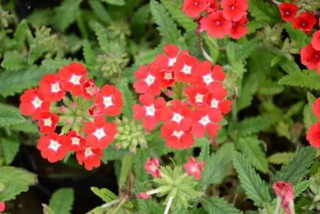 100种常见的花卉图片及其简介