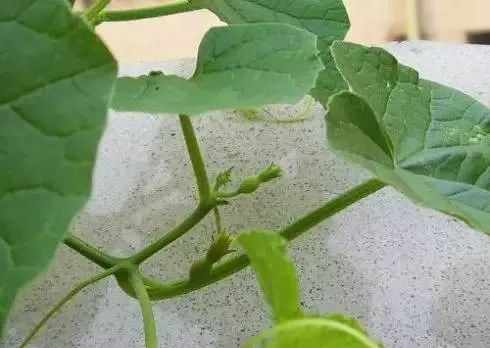 100种常见的花卉图片及其简介