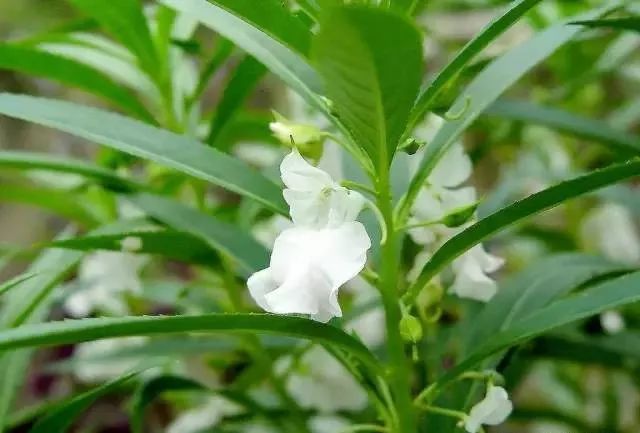 100种常见的花卉图片及其简介