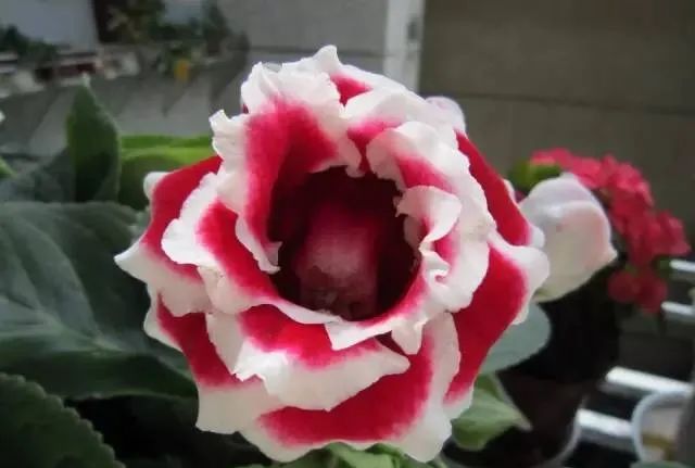 100种常见的花卉图片及其简介