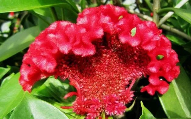100种常见的花卉图片及其简介