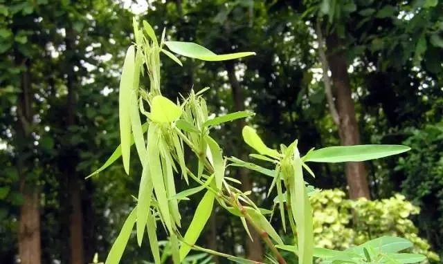 100种常见的花卉图片及其简介