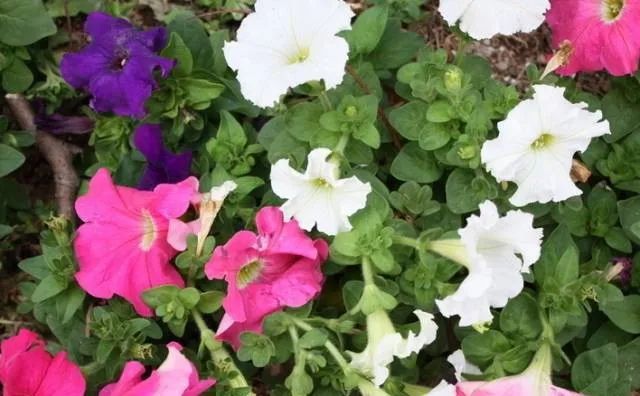 100种常见的花卉图片及其简介