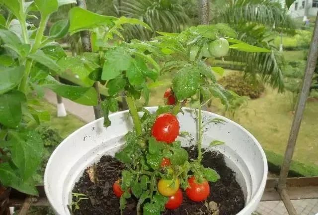 100种常见的花卉图片及其简介