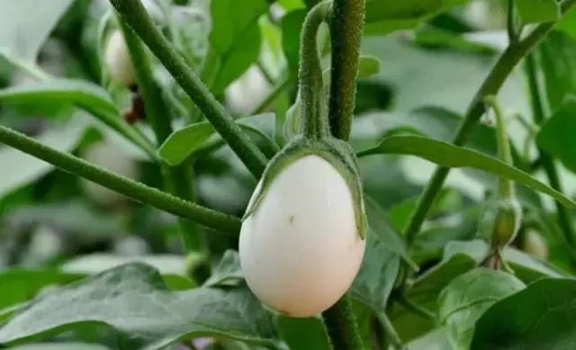 100种常见的花卉图片及其简介