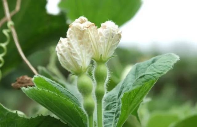 100种常见的花卉图片及其简介
