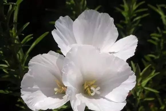 100种常见的花卉图片及其简介
