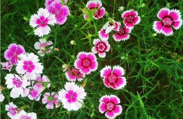 100种常见的花卉图片及其简介