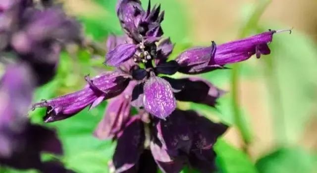 100种常见的花卉图片及其简介
