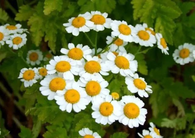 100种常见的花卉图片及其简介
