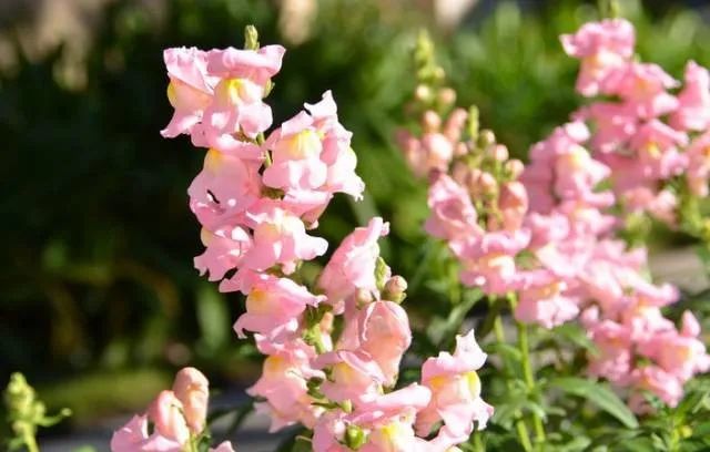 100种常见的花卉图片及其简介