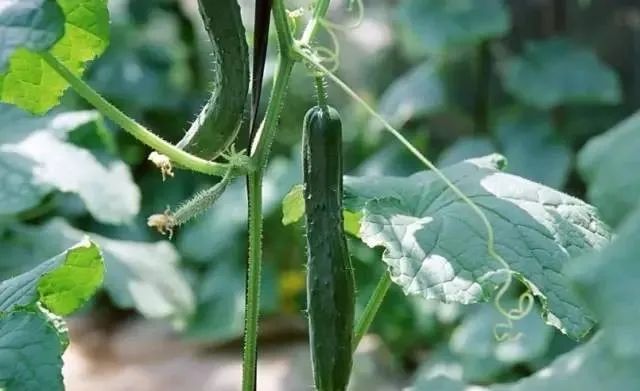 100种常见的花卉图片及其简介