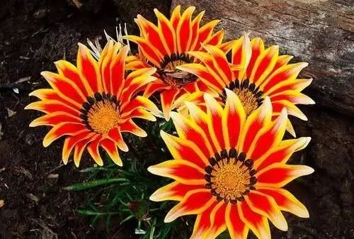 100种常见的花卉图片及其简介