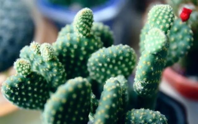 100种常见的花卉图片及其简介