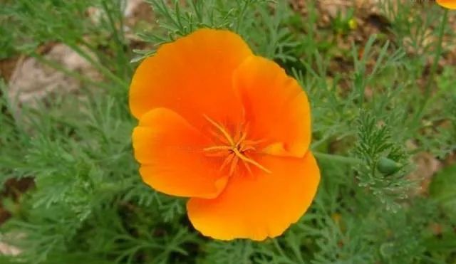 100种常见的花卉图片及其简介