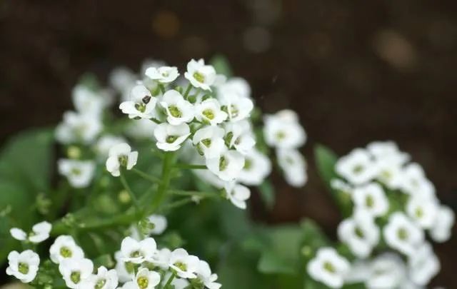100种常见的花卉图片及其简介