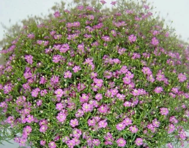 100种常见的花卉图片及其简介