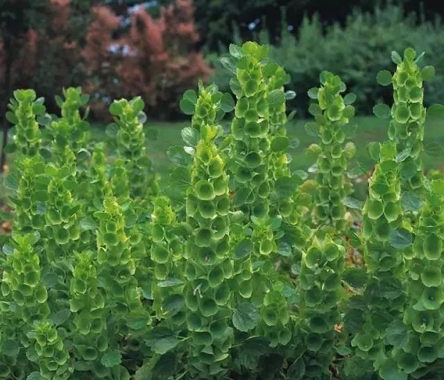 100种常见的花卉图片及其简介