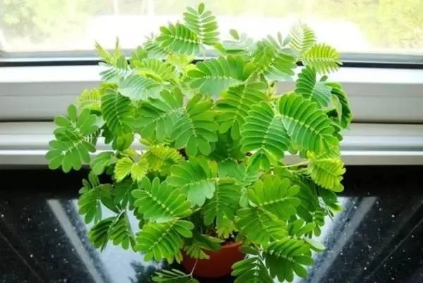 100种常见的花卉图片及其简介