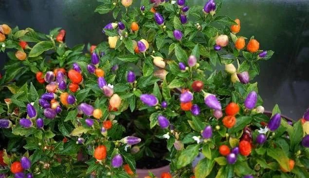 100种常见的花卉图片及其简介