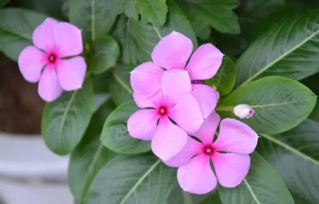 100种常见的花卉图片及其简介