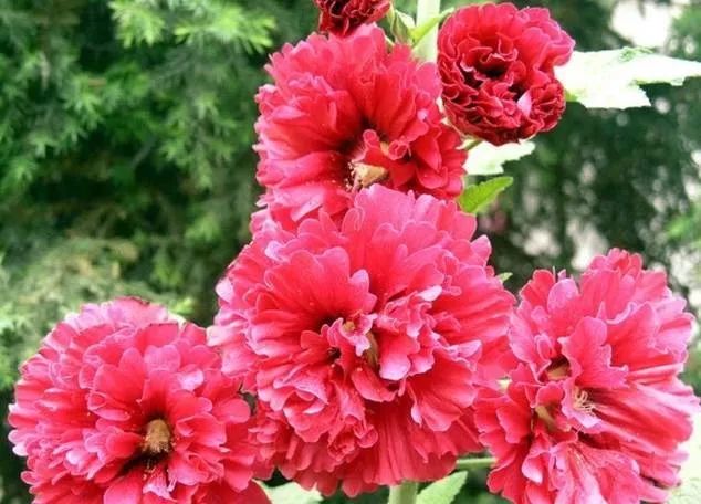100种常见的花卉图片及其简介