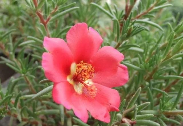 100种常见的花卉图片及其简介