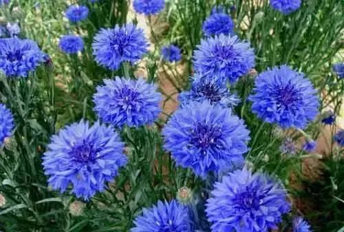100种常见的花卉图片及其简介