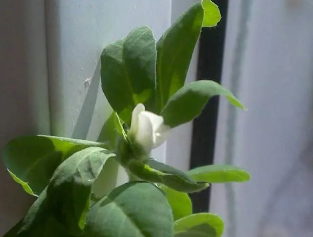 100种常见的花卉图片及其简介