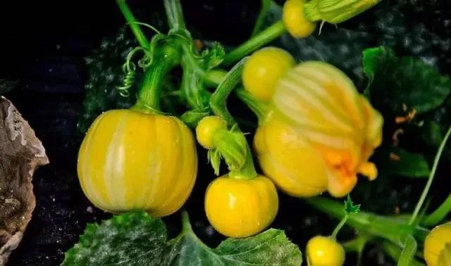 100种常见的花卉图片及其简介
